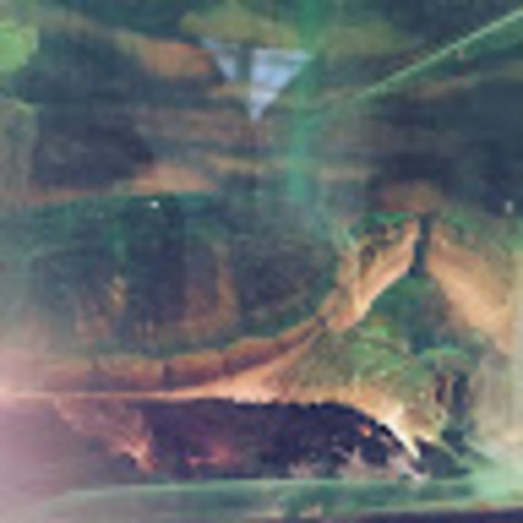 Meet your Posher, Chasity - Picture 1 of 1